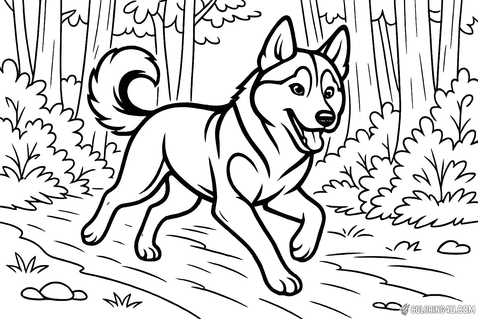 Husky Running Through Forest Trail